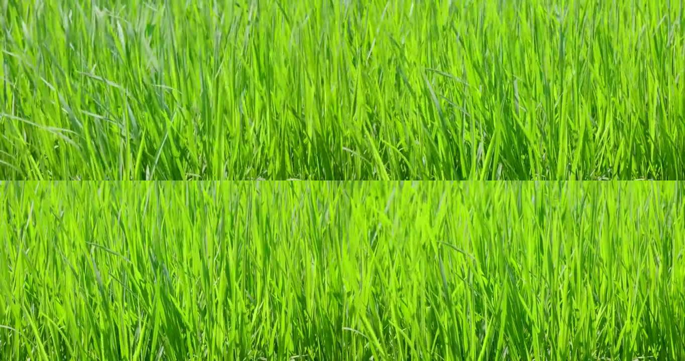 新鲜的绿色大米在风中摇曳