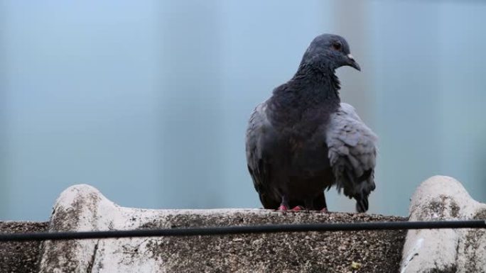 鸽子鸟4k鸽子镜头片头特写整理打理羽毛