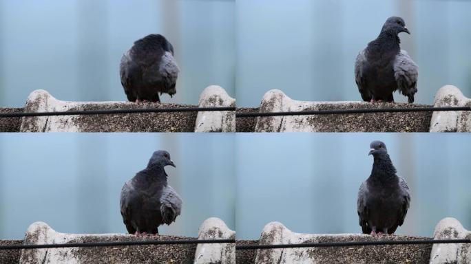 鸽子鸟4k鸽子镜头片头特写整理打理羽毛