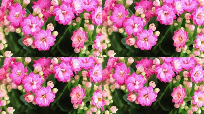 粉红色花瓣Kalanchoe。