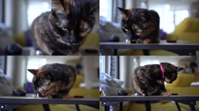 桌上的玳瑁猫