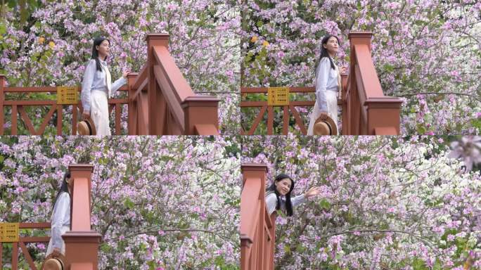 4K盛开的紫荆花与少女