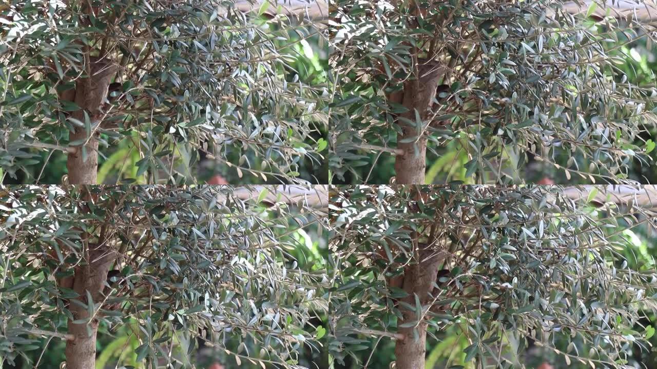 橄榄树生长在户外的盆栽中