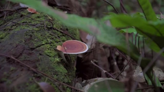 在森林或丛林中倒下的苔藓树干上生长的蘑菇灵芝的特写。热带雨林中的棕色真菌火种。
