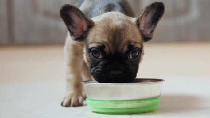 法国斗牛犬小狗在室内从碗里吃饭，特写