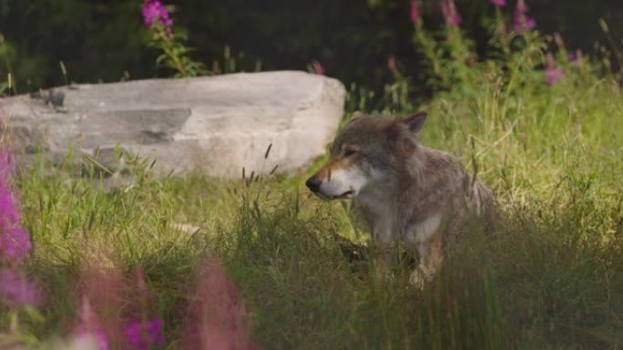 成年雄性灰狼在森林草地上的阴影中休息