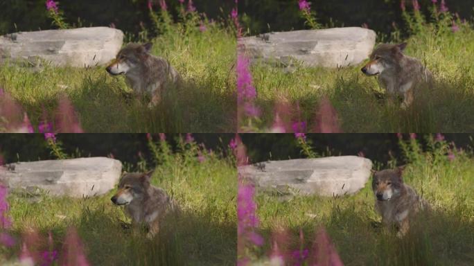 成年雄性灰狼在森林草地上的阴影中休息