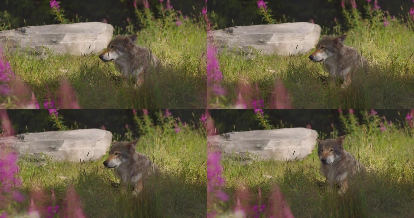成年雄性灰狼在森林草地上的阴影中休息
