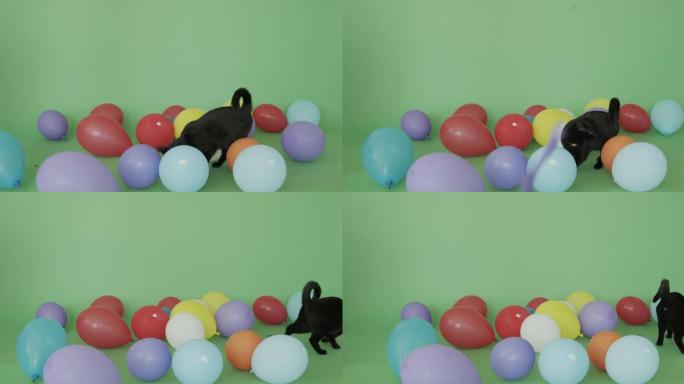 一只黑猫在绿色屏幕上的气球中行走