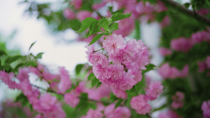 公园桃花 樱花