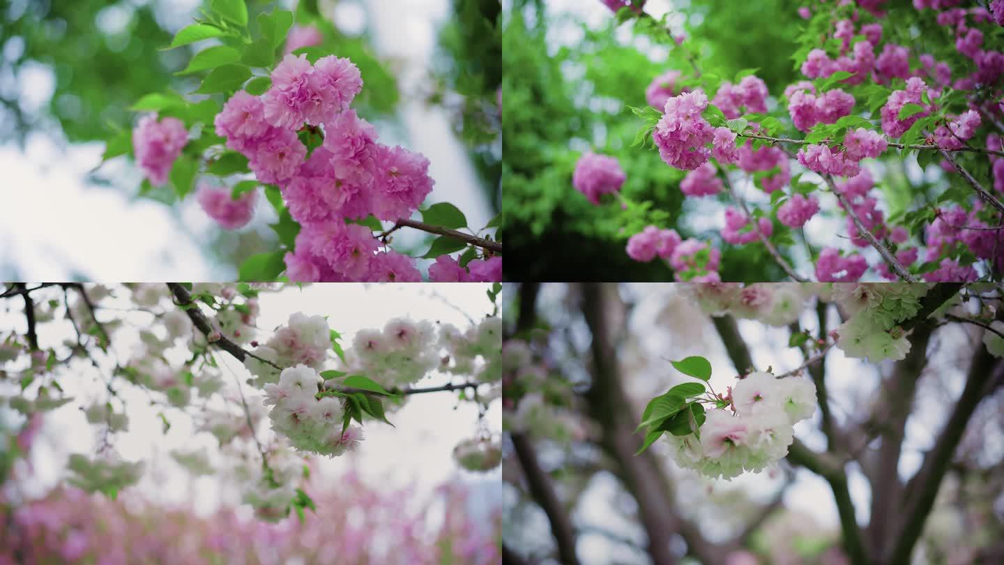 公园桃花 樱花