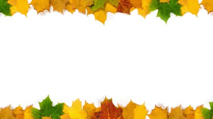 彩色秋天枫叶的框架白色特写