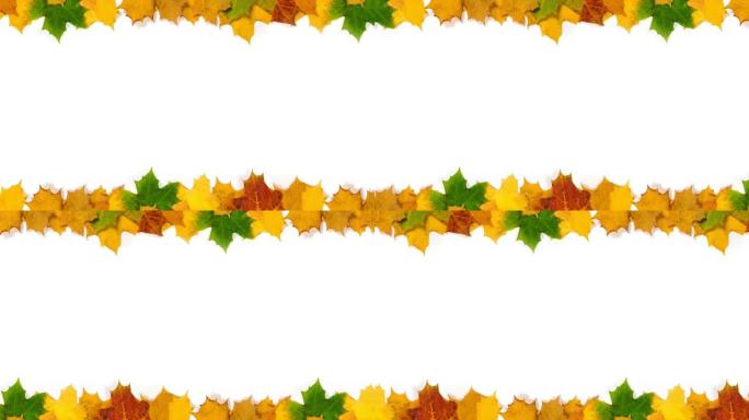 彩色秋天枫叶的框架白色特写