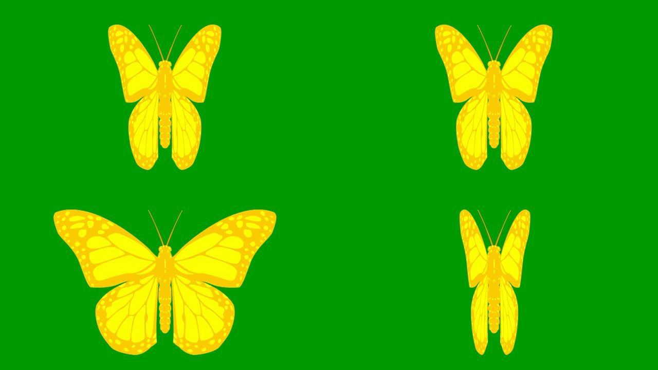 动画黄色蝴蝶襟翼。循环视频。孤立在绿色背景上的平面矢量插图。