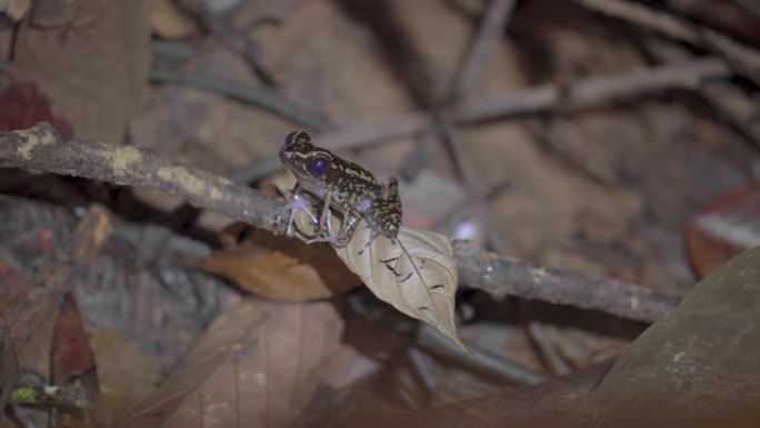 斑点溪蛙，条纹溪蛙 (Pulchrana picturata或Hylarana signata) 坐