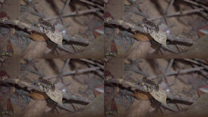斑点溪蛙，条纹溪蛙 (Pulchrana picturata或Hylarana signata) 坐