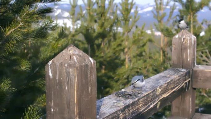冬季，在松树林的观景台的木栏杆上，以种子为食的野生鸟类和柳树山雀