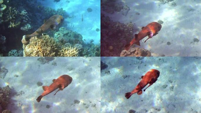 黑斑斑马鱼-Diodon hystrix，红海，4k视频剪辑