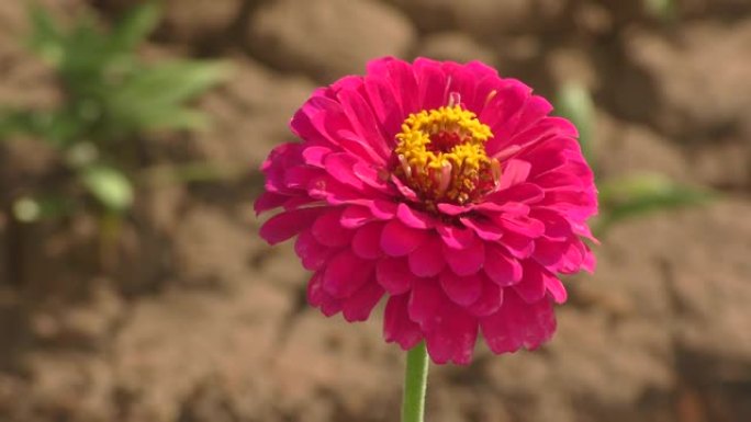 百日草花 (拉丁语.Zinnia)