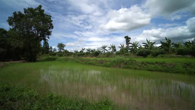 水稻亚洲海南种植