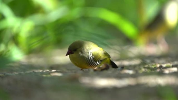 绿色Munia或绿色Avadavat成对进食，从Aravalli山脉发出chi声。这种鸟是拉贾斯坦邦