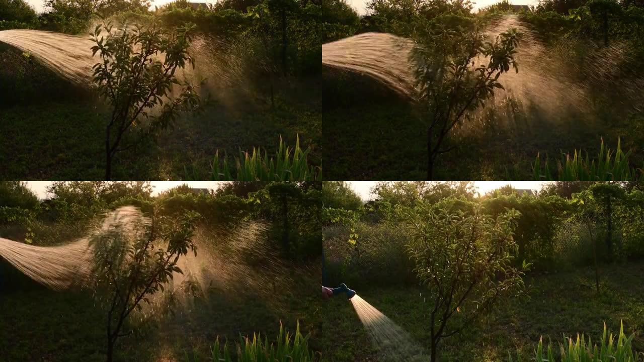 夕阳下花园水管浇灌花园树的闪亮水滴