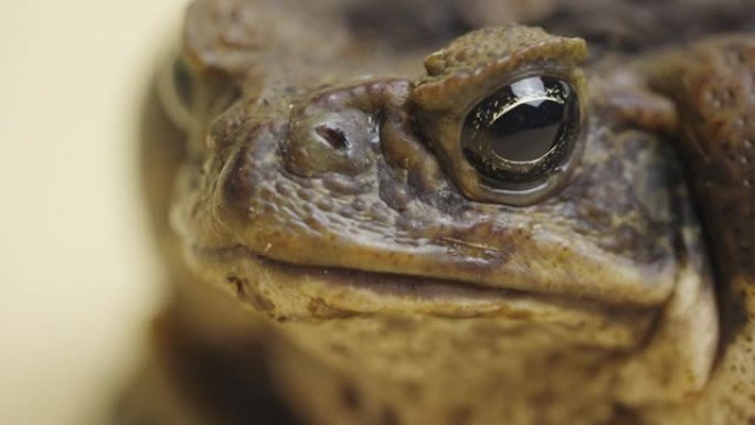 微距肖像甘蔗蟾蜍，Bufo marinus，坐在工作室的米色背景上。犀牛码头或有毒蟾蜍是宠物动物园的