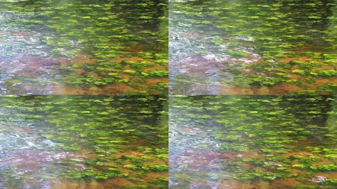绿藻漂浮在清澈的河水中