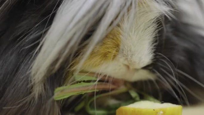蓬松的雪莲豚鼠在工作室里吃米色背景上的绿色蒲公英叶子。黑色和白色的驯服宠物，长长的美丽的头发在可触摸