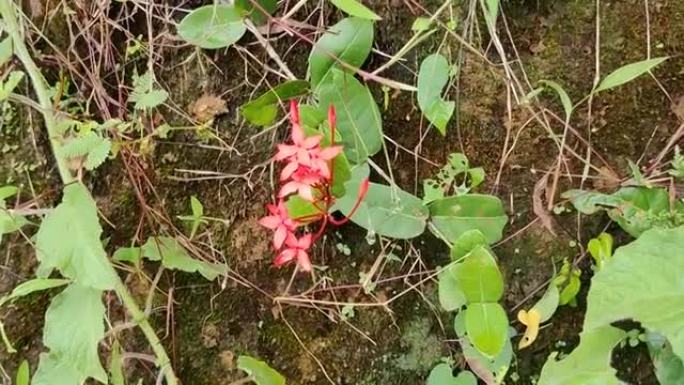 丛林天竺葵 (cheti花) 或Ixora coccinea红色花朵特写镜头拍摄于绿叶之间。
