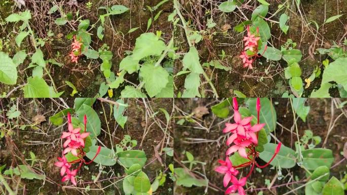 丛林天竺葵 (cheti花) 或Ixora coccinea红色花朵特写镜头拍摄于绿叶之间。