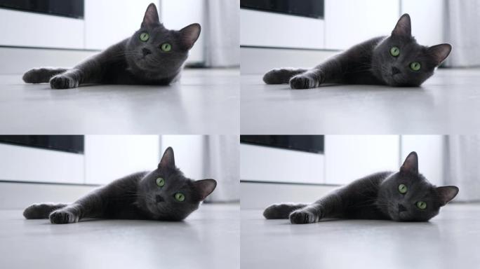美丽的灰色俏皮猫，眼睛鼓鼓的躺在地板上