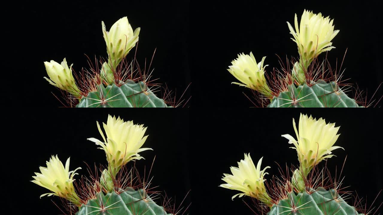 两朵黄色仙人掌花从芽到花，然后同时回到芽的延时镜头，4k电影，特写b卷镜头。