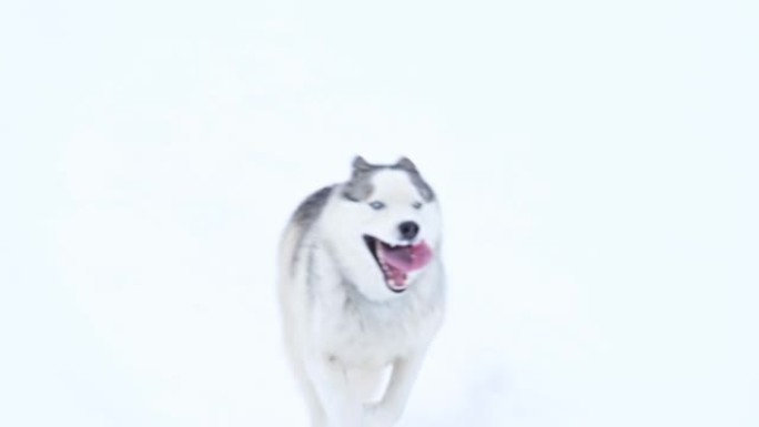 西伯利亚哈士奇，像独狼掠食者一样在树林中行走，冬季和冬季动物狩猎。
