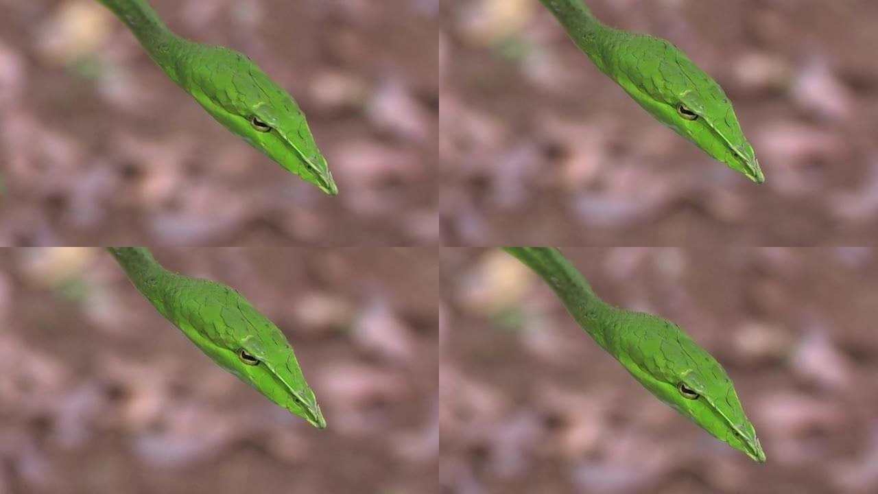 绿藤蛇
