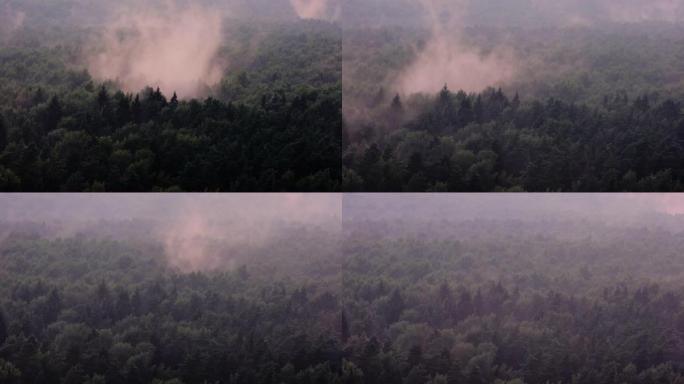 森林上空不祥的神秘雾，万圣节背景。雨后，树木顶部的水分蒸发，时间流逝