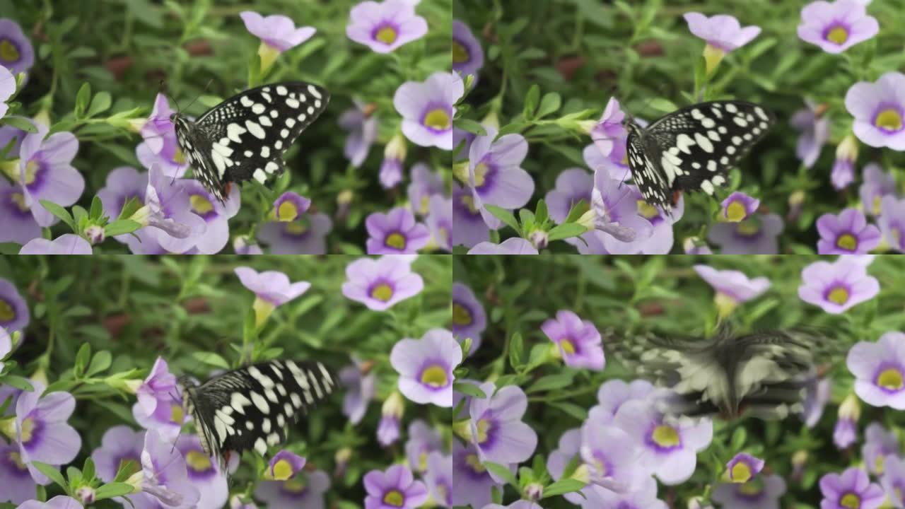 凤蝶是一种常见且广泛分布的凤蝶。也被称为石灰蝴蝶，柠檬蝴蝶，石灰燕尾和方格燕尾从花朵中吮吸蜂蜜