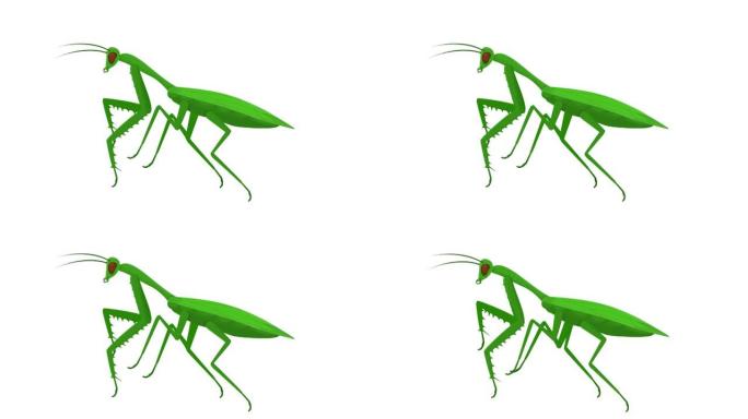 螳螂。螳螂昆虫的动画。卡通
