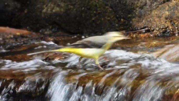 黄色的Wagtail自然鸟走路在水上寻找一些食物。