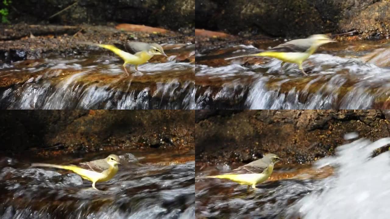 黄色的Wagtail自然鸟走路在水上寻找一些食物。