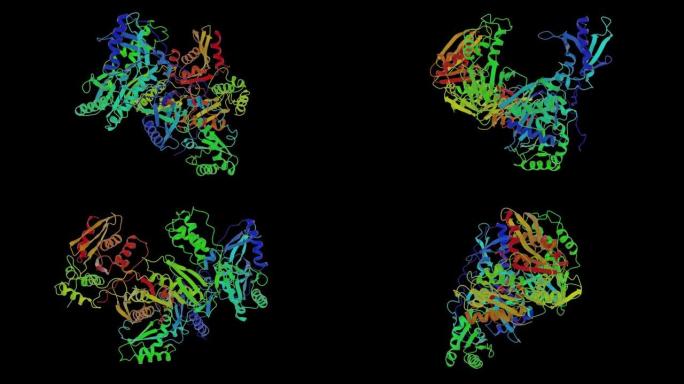 免疫缺陷病毒1型逆转录酶异二聚体-带结构中的不对称性