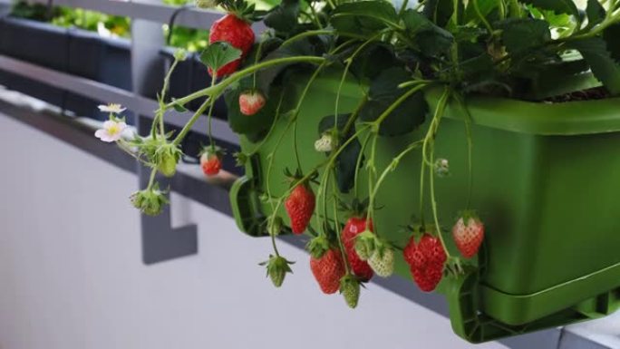 成熟多汁的草莓生长在阳台上的花盆中。有机在家种植