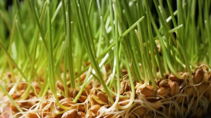 发芽的小麦是对抗癌症和身体衰老的超级食物。矿物质、维生素、抗氧化剂和其他生物活性物质的额外来源