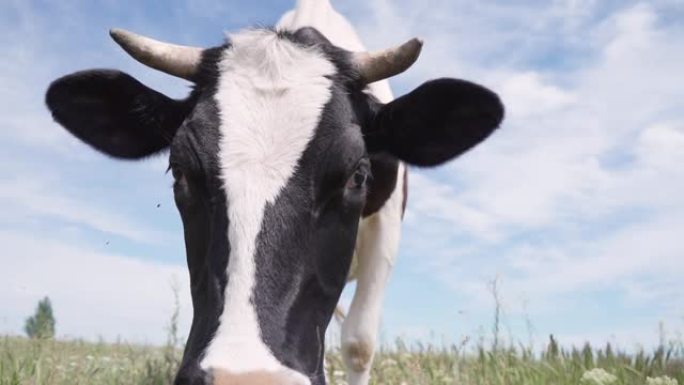 黑白奶牛站在绿色的草地上，背景是蓝天，云彩。牛看着相机并嗅着它