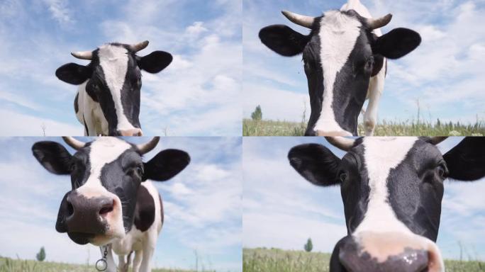 黑白奶牛站在绿色的草地上，背景是蓝天，云彩。牛看着相机并嗅着它