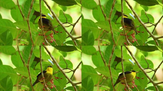 金领的manakin-Manacus vitellinus黑色和黄色鸟类，在哥伦比亚和巴拿马的亚热带