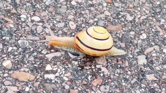 蜗牛正在过马路