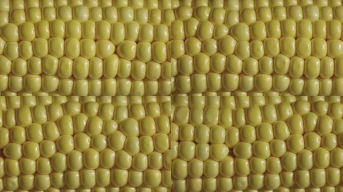 玉米棒上黄色玉米的宏观拍摄。玉米棒上的新鲜甜玉米，一种制备天然食物的成分。玉米种子质地，健康天然农业
