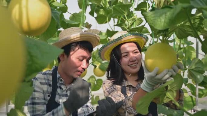 夫妇亚洲园丁坐在围裙里，拿着剪贴板，检查和监测温室中黄金瓜的害虫和生长记录。
