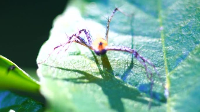 跳跃蜘蛛的特写昆虫野生动物生物